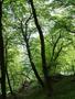 Kreideküste im Nationalpark Jasmund auf der Insel Rügen1