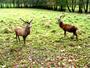 Rügen - Gehege im Putbusser Park