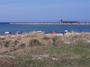 Rügen - Yachthafen mit Aussichtsturm in Glowe